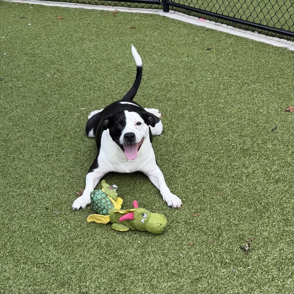 Photo of Mojito, adoptable Mixed Breed (Large) in Greensboro, North Carolina