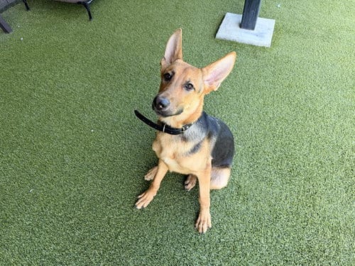 Photo of Oscar, adoptable German Shepherd Dog in Garland, Texas