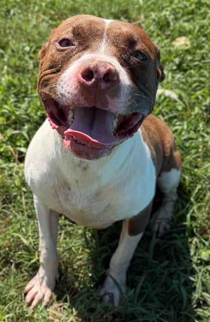 Photo of Estrella, adoptable Pit Bull Terrier in Augusta, Georgia