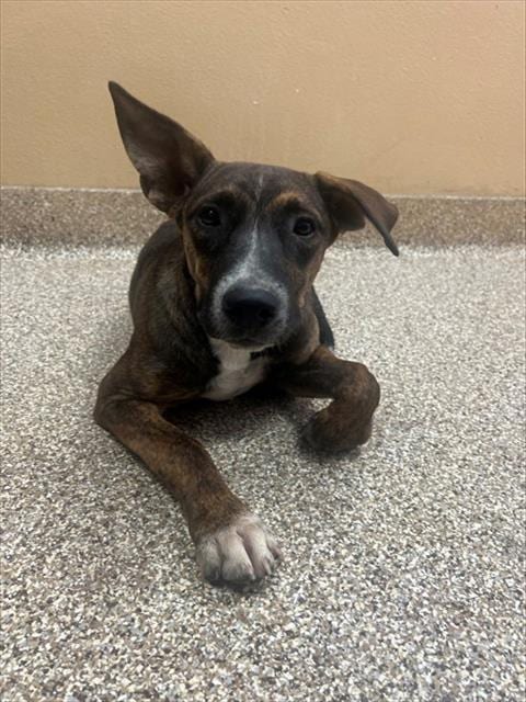 Photo of Astro, adoptable German Shepherd Dog in Thousand Palms, California