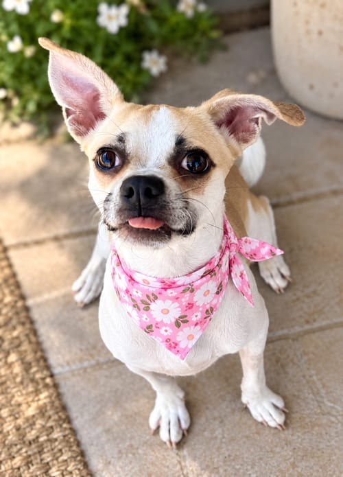 Photo of Lilly, adoptable Pug in Phoenix, Arizona