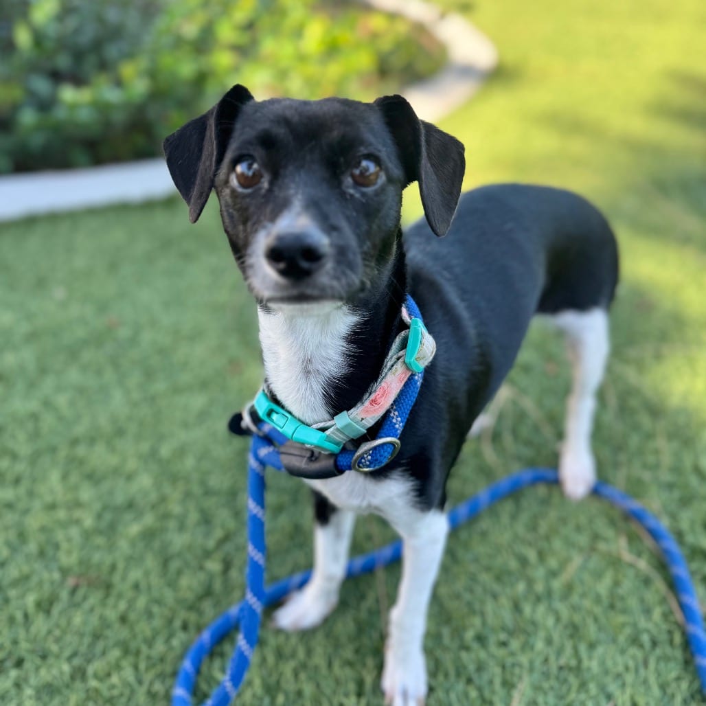 Photo of Diamond - City of Industry Location, adoptable Terrier / Mix