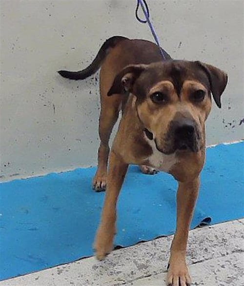 Photo of Griffith, adoptable Staffordshire Bull Terrier in Houston, Texas