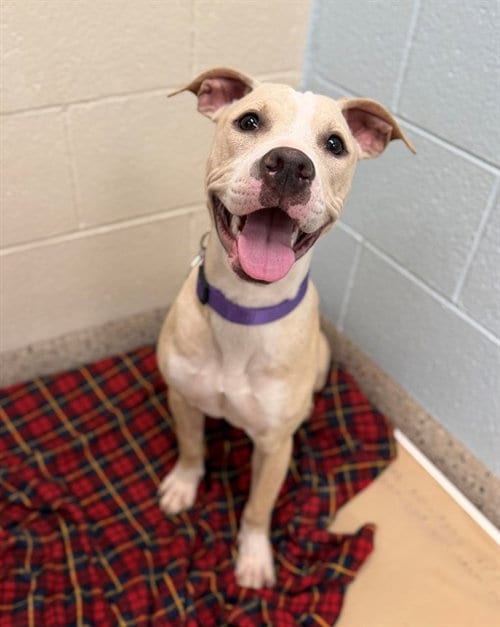 Photo of Ursula, adoptable Pit Bull Terrier in Brighton, Colorado
