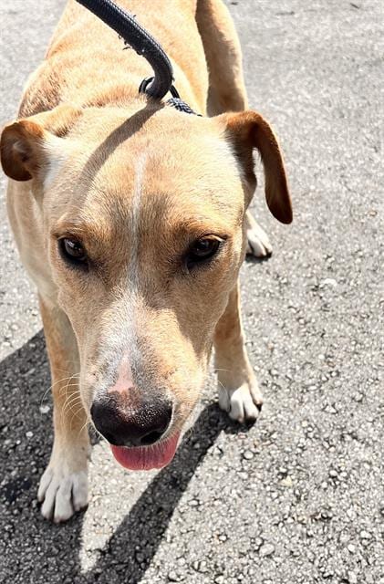 Photo of Nance, adoptable Labrador Retriever in Miami, Florida