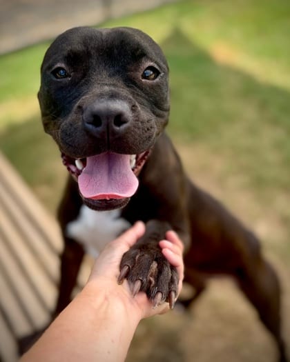 Photo of Mighty B, adoptable dog in Atlanta, Georgia