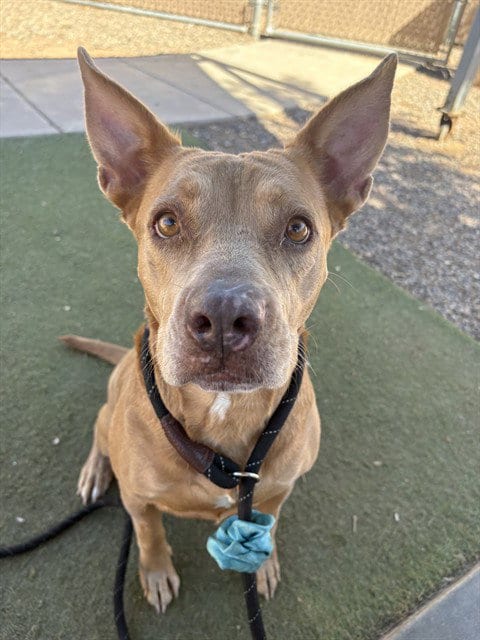 Photo of Donna, adoptable American Pit Bull Terrier in Phoenix, Arizona