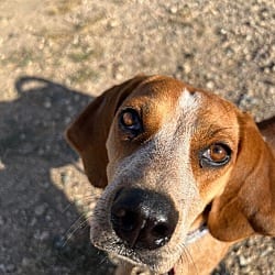 Photo of Chena, adoptable Beagle in Fort Collins, Colorado