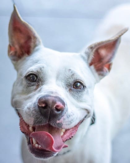 Photo of Jantavia, adoptable dog in Chamblee, Georgia