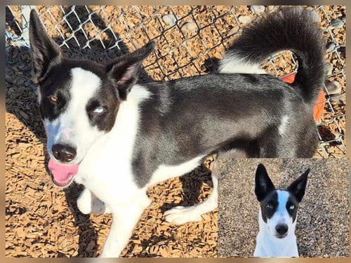 Photo of Dune, adoptable Border Collie in Albuquerque, New Mexico