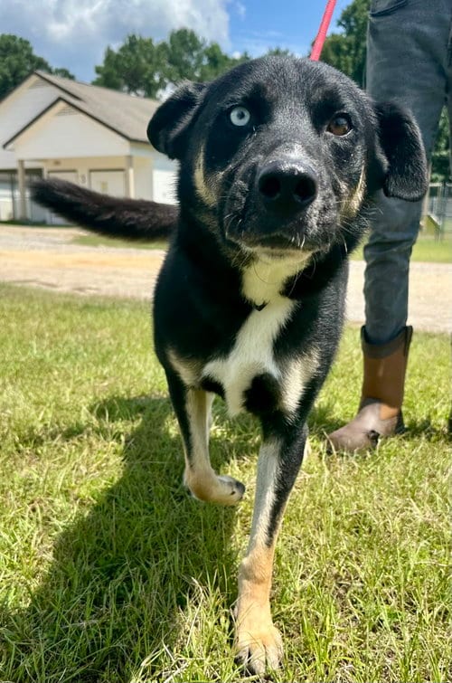 Photo of Caleb Dixon, adoptable Shepherd in Rockaway, New Jersey