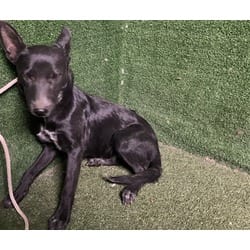Photo of Romero, adoptable Labrador Retriever in Lancaster, California