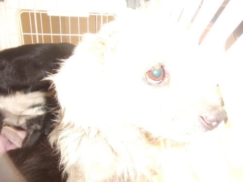 Photo of Betty Boop, adoptable Maltese in Van Nuys, California