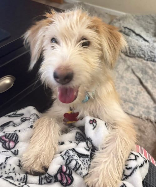 Photo of Sammy, adoptable Terrier in Andover, Minnesota