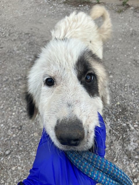 Photo of Cody, adoptable Mixed Breed