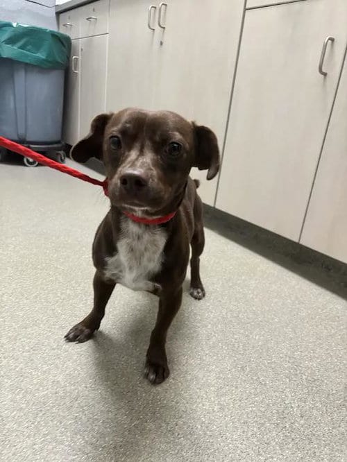 Photo of Charlie Brown, adoptable Chihuahua in Las Vegas, Nevada