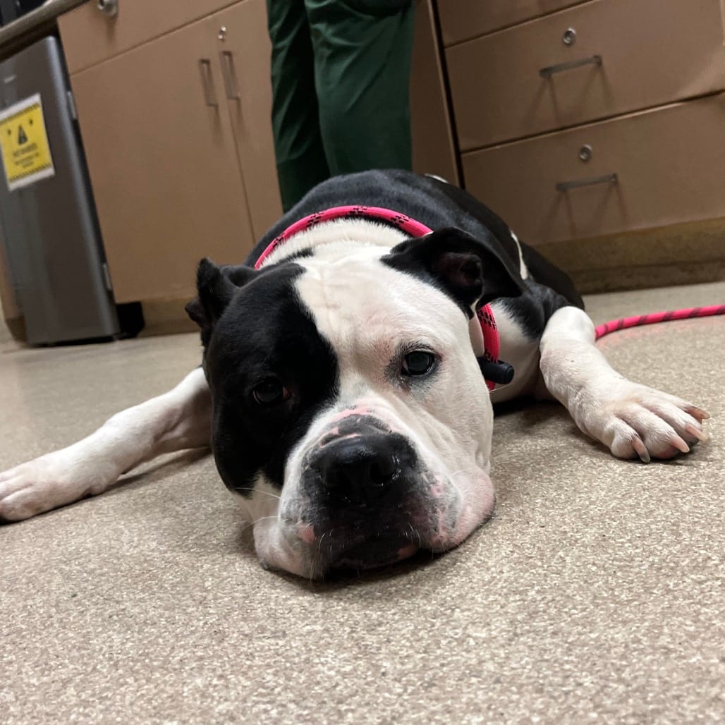 Photo of Shelby, adoptable Terrier, Pit Bull / Mix in Bristol, Indiana