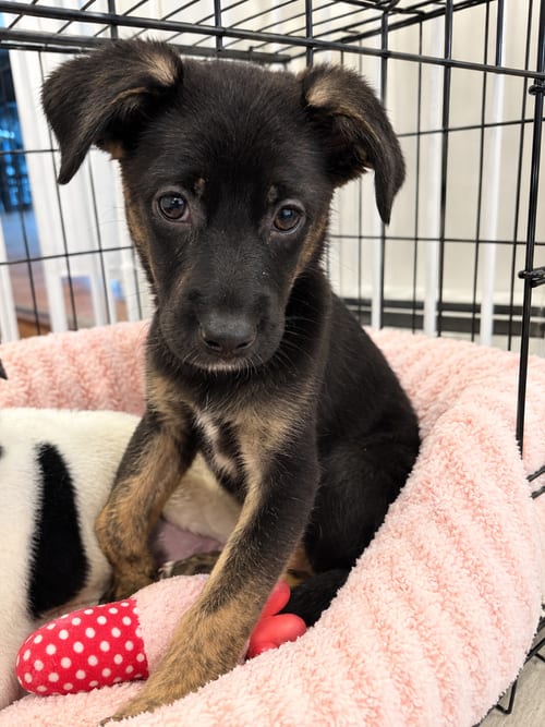 Photo of Bella, adoptable Mountain Cur in Willingboro, New Jersey