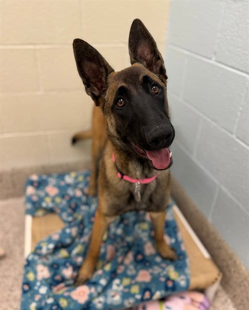 Photo of Asia, adoptable Belgian Shepherd Malinois in Brighton, Colorado