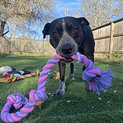 Photo of Summer, adoptable Mixed Breed (Medium) in Framingham, Massachusetts