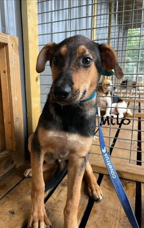 Photo of Milo Ralph, adoptable German Shepherd Dog in Aurora, Indiana