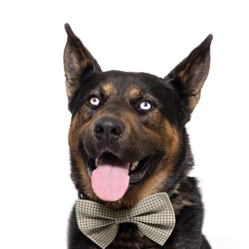 Photo of Zeus, adoptable German Shepherd Dog in Santa Maria, California