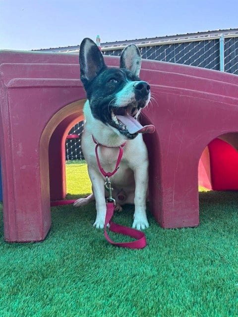 Photo of Gelato, adoptable Akita in San Bernardino, California