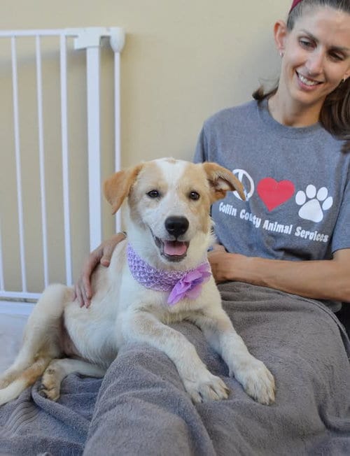 Photo of Blabber, adoptable Unknown breed in McKinney, Texas