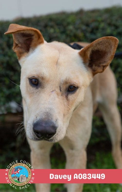 Photo of Davey, adoptable Labrador Retriever in Mobile, Alabama