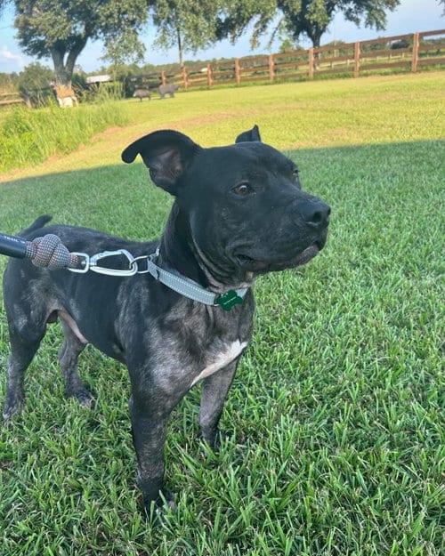 Photo of Benny Goodman, adoptable Pit Bull Terrier in New Orleans, Louisiana