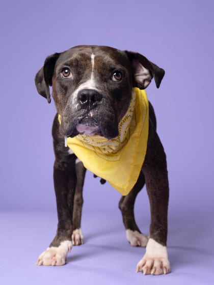 Photo of Snazz Berry, adoptable dog in Atlanta, Georgia