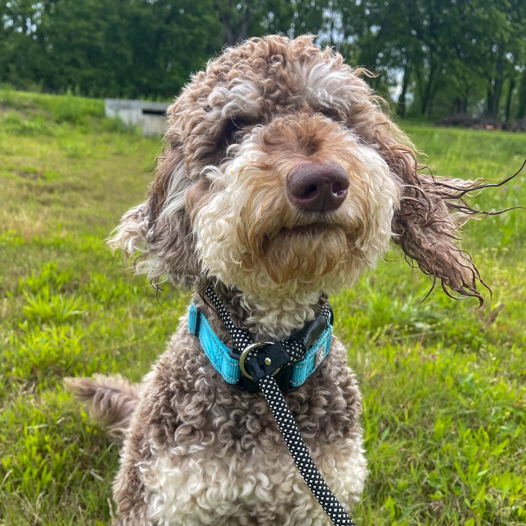 Photo of Chip, adoptable Poodle, Miniature / Mixed Breed (Medium) in Kanab, Utah
