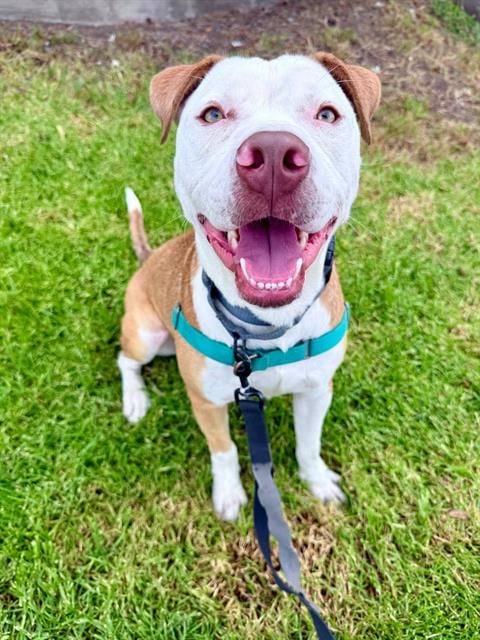 Photo of Valentino, adoptable Pit Bull Terrier in Chula Vista, California