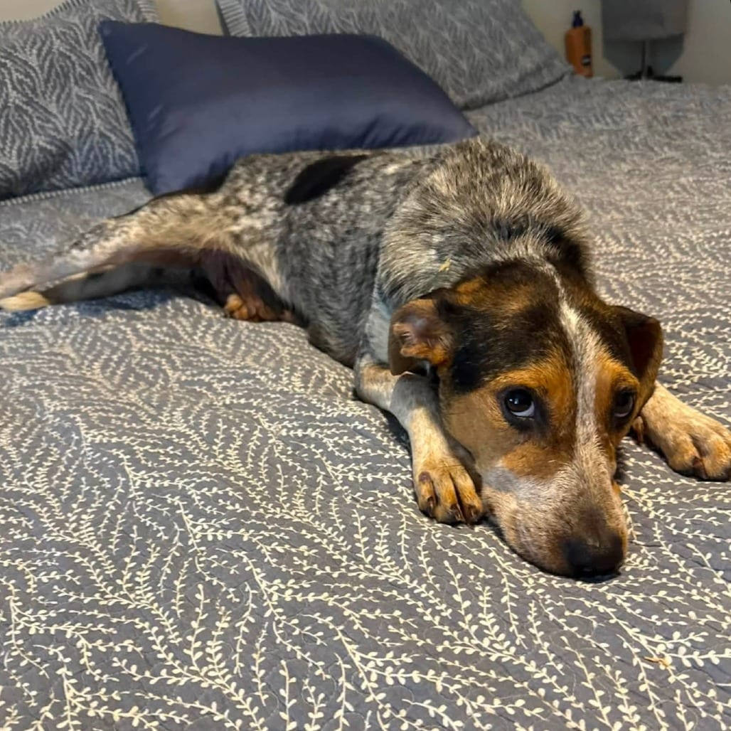 Photo of Ella, adoptable Hound / Mixed Breed (Medium) in Gainesville, Florida