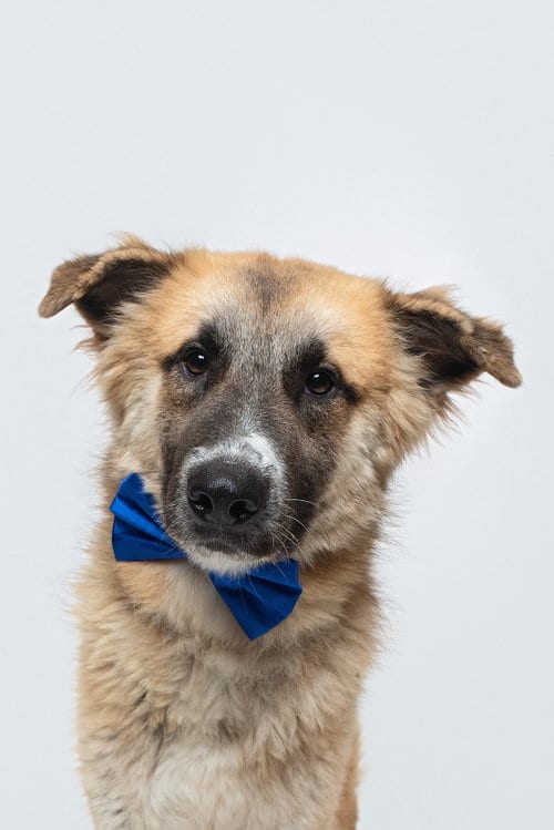 Photo of Biscuit (Chip), adoptable Anatolian Shepherd in Houston, Texas