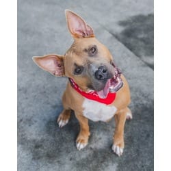 Photo of Rowan, adoptable Bull Terrier in Doral, Florida
