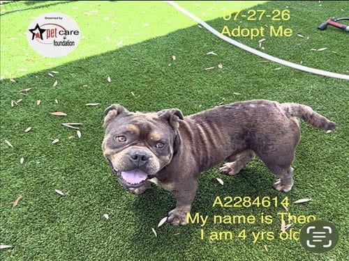 Photo of Theo, adoptable American Bulldog in Los Angeles, California