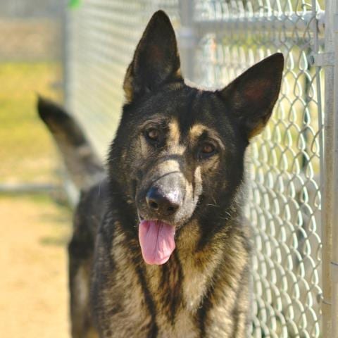 Photo of Drakeo, adoptable German Shepherd Dog in Camarillo, California