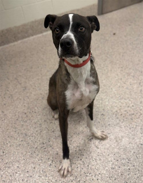 Photo of Dude, adoptable Pit Bull Terrier in Brighton, Colorado