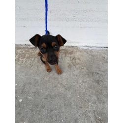 Photo of Sarah, adoptable Rat Terrier in Doral, Florida