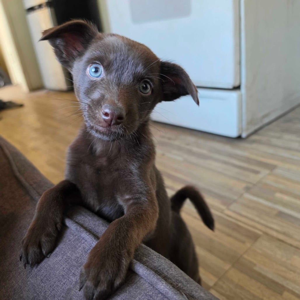 Photo of Buckle, adoptable Chihuahua / Mixed Breed (Small) in Riverside, California