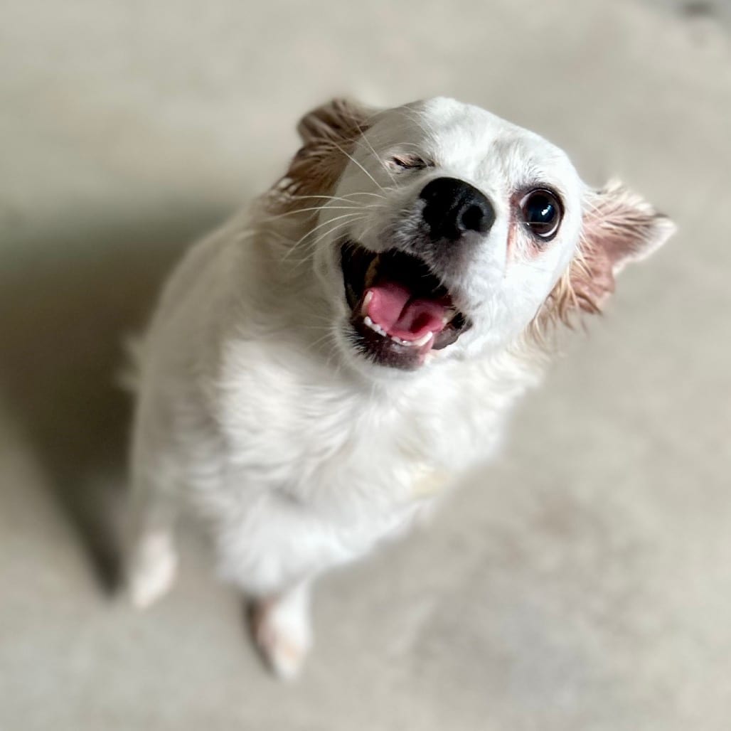 Photo of Erca - Chino Hills Location, adoptable Papillon / Mix