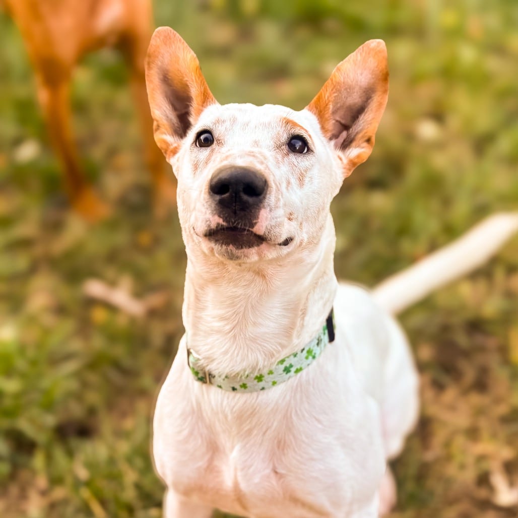 Photo of Freckles, adoptable Cattle Dog / Mix in Ohio, Ohio