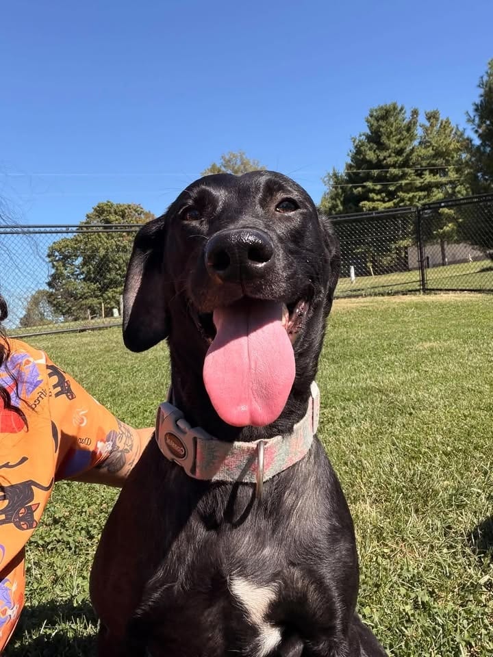 Photo of Ellie, adoptable Labrador Retriever in Greensburg, Indiana