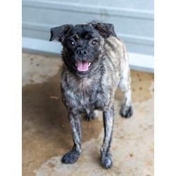 Photo of Nespresso, adoptable Pug in Fresno, California
