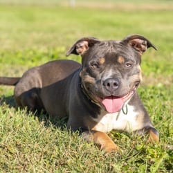 Photo of Gloria, adoptable Terrier (Unknown Type, Medium) Mixed Breed (Medium) in Wilmington, Delaware