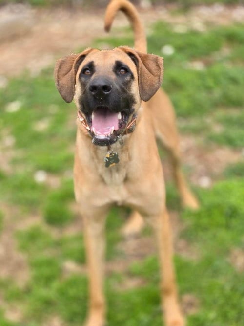 Photo of Alma, adoptable Unknown breed in Crandall, Georgia