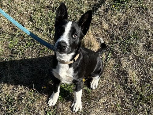 Photo of Rudy, adoptable Australian Cattle Dog/Blue Heeler in McKinleyville, California