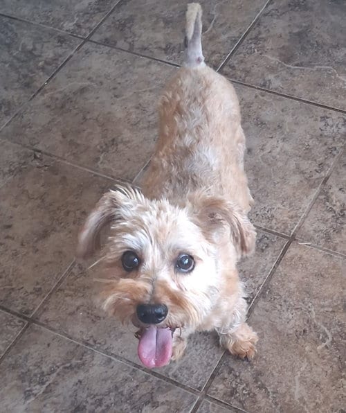 Photo of Pierre, adoptable Yorkshire Terrier Yorkie in San Diego, California