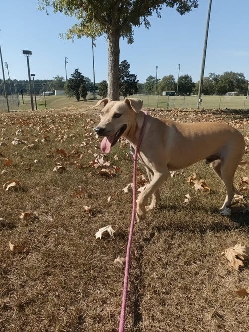 Photo of Parker, adoptable Black Mouth Cur in Monticello, Mississippi